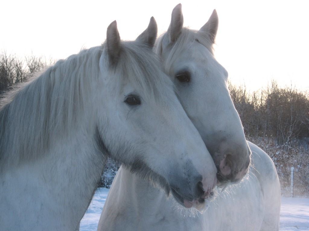 shire horse of horses